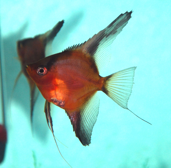 Angelfish - Orange Blushing - Small